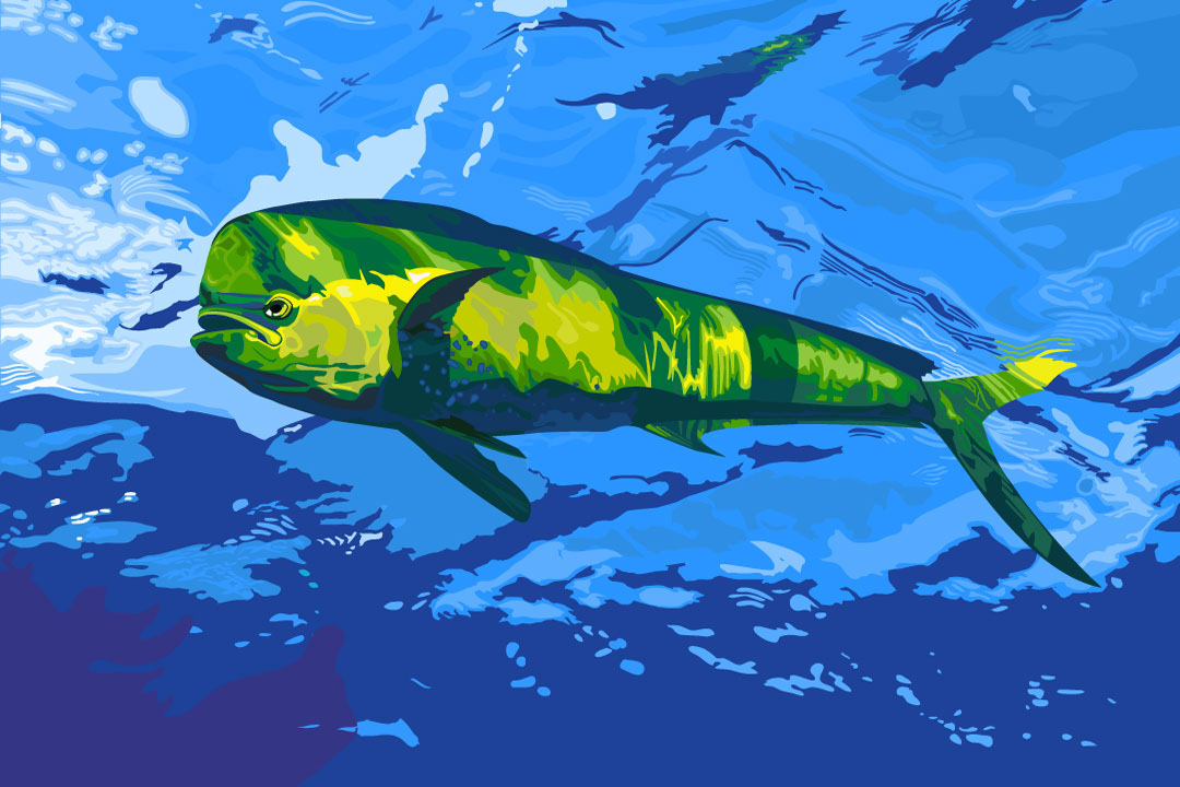 Mahi Mahi Vector On Behance 1080x720 Mahi Mahi Vector On Behance