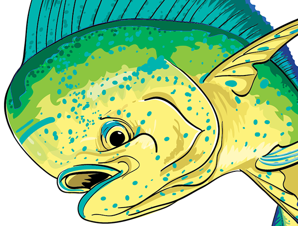 Mahi Mahi On Behance 600x455 Mahi Mahi On Behance