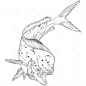 Stock Illustration Mahi Mahi Fish Vector Illlustration Jumping 300x300 Stock Illustration Mahi Mahi Fish Vector Illlustration Jumping