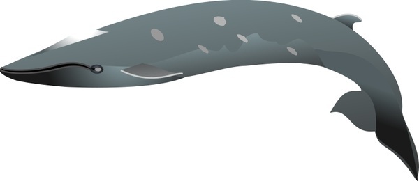 Vector Mahi Mahi Dolphin Free Vector Download 600x260 Vector Mahi Mahi Dolphin Free Vector Download