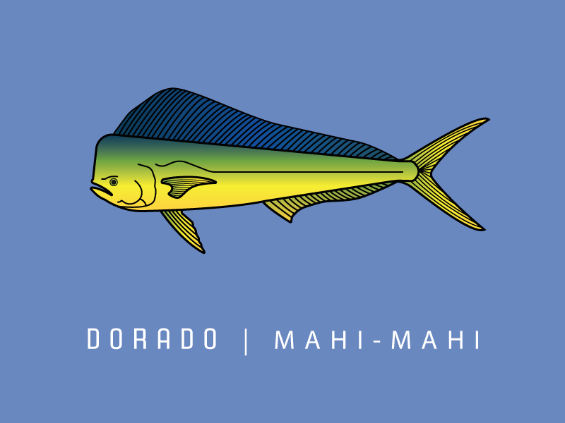 Dorado Mahi 800x600 Dorado Mahi