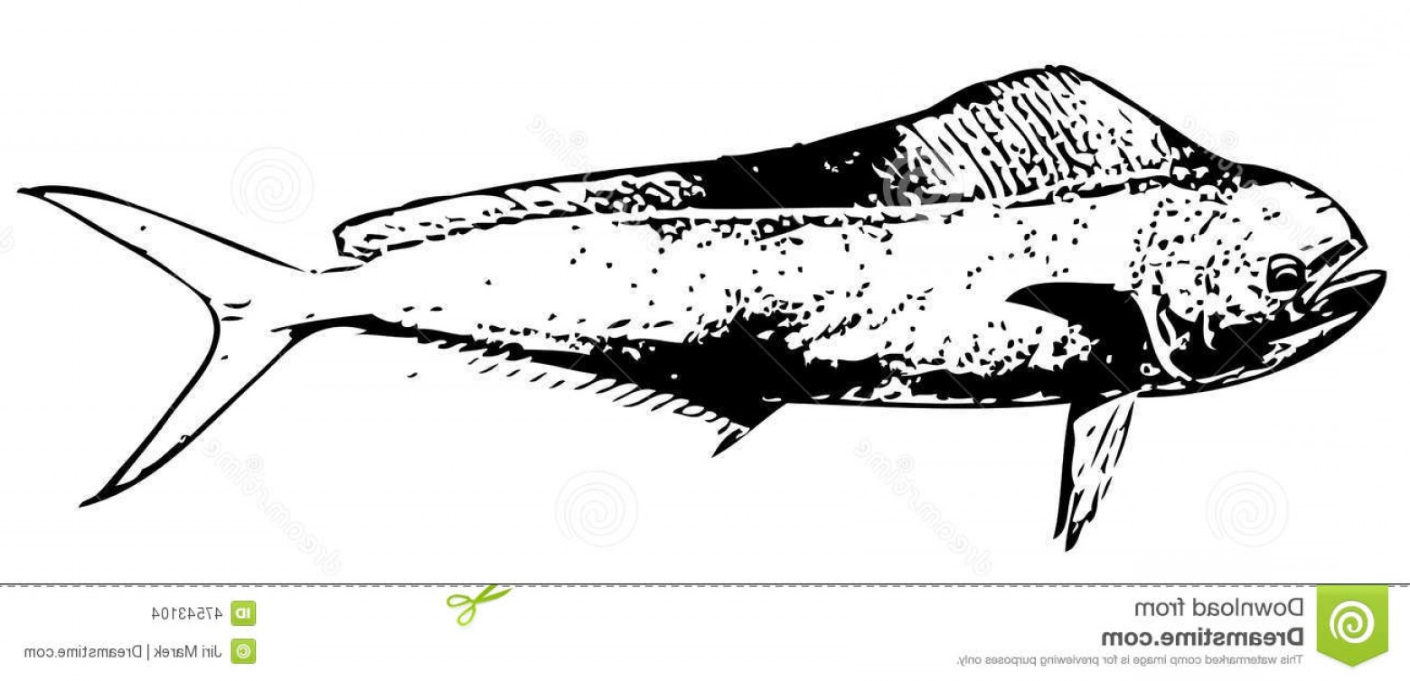 Dorado Fish Vector Hoodamath 1560x754 Dorado Fish Vector Hoodamath