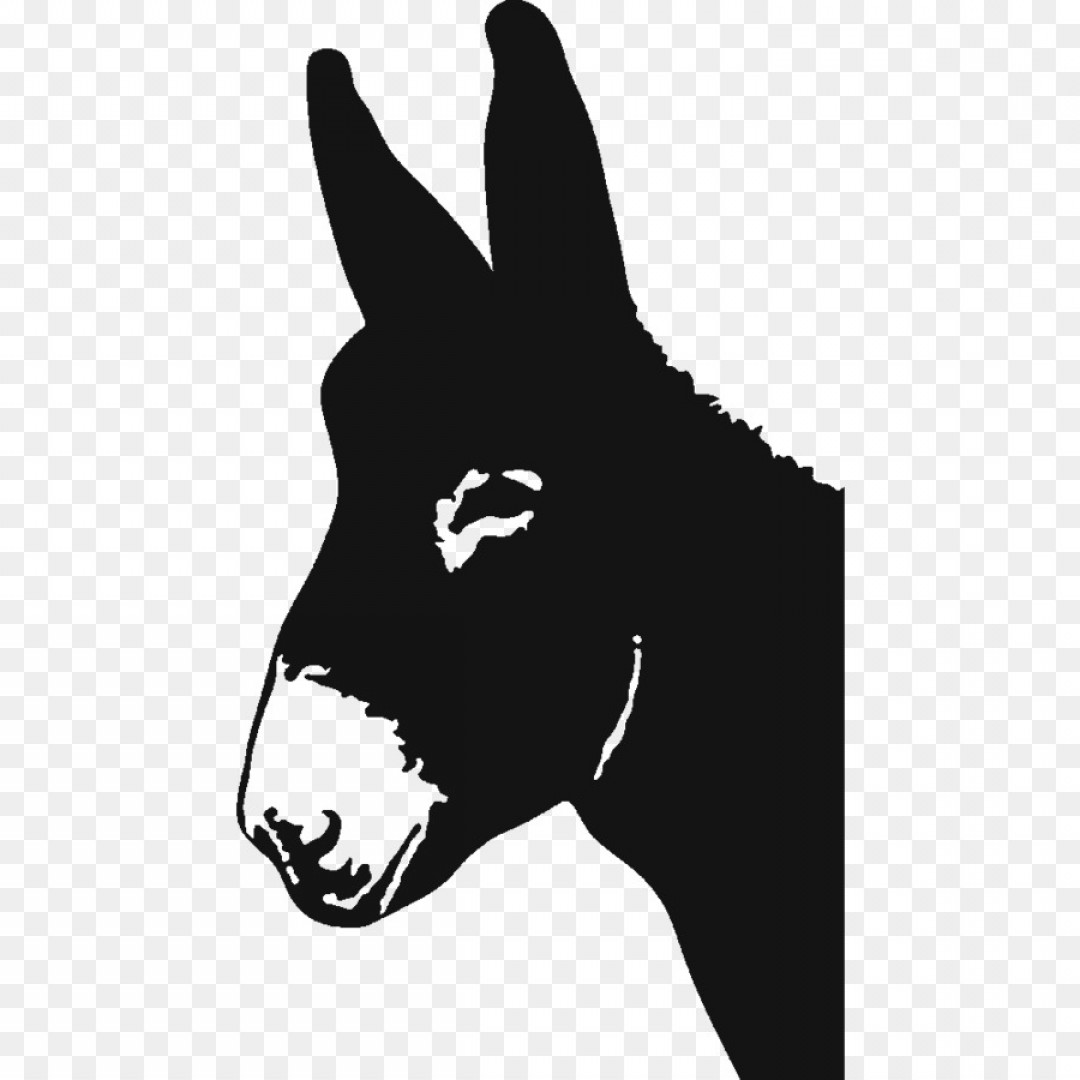 Donkey Cartel Music Download