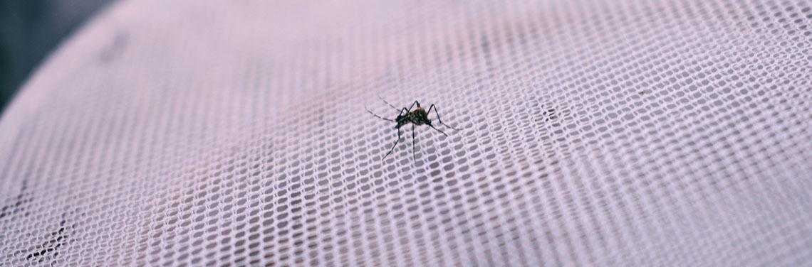 1140x376 Eradicating Malaria Vector In Mosquito Through Gene Drive