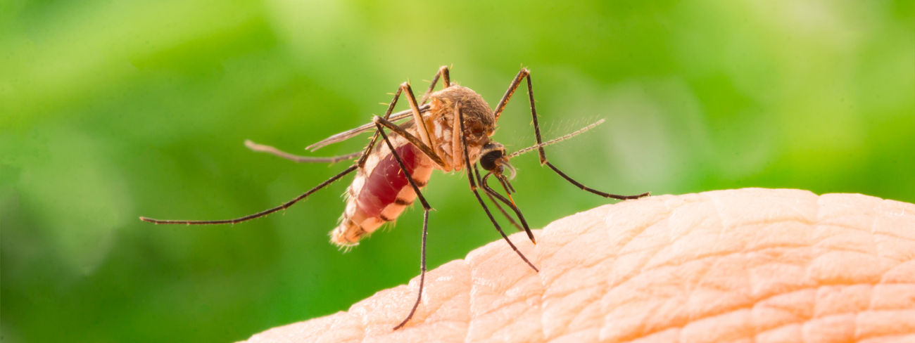 1300x488 Malaria Vector Control Nulandis