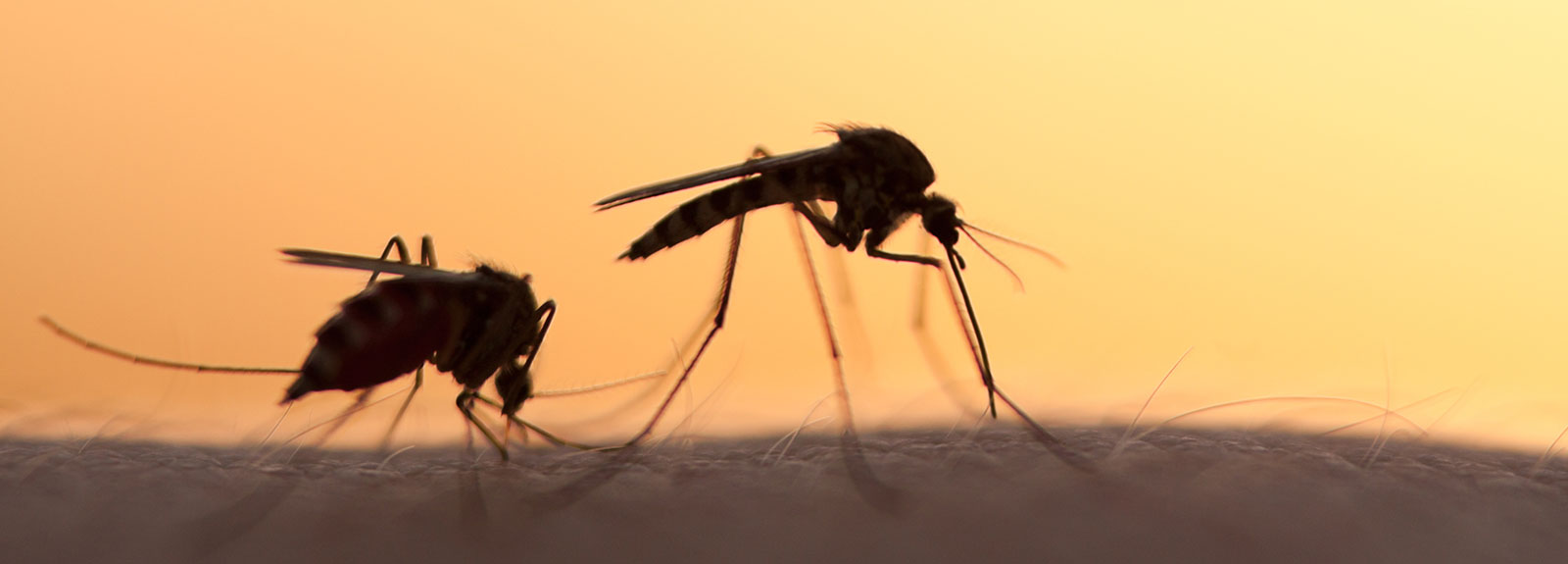 1600x575 Malaria Vector Control Archives