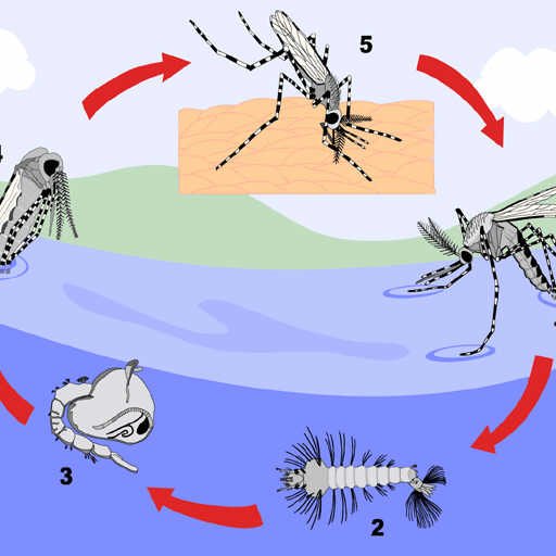 512x512 Malaria Vector Life Cycle