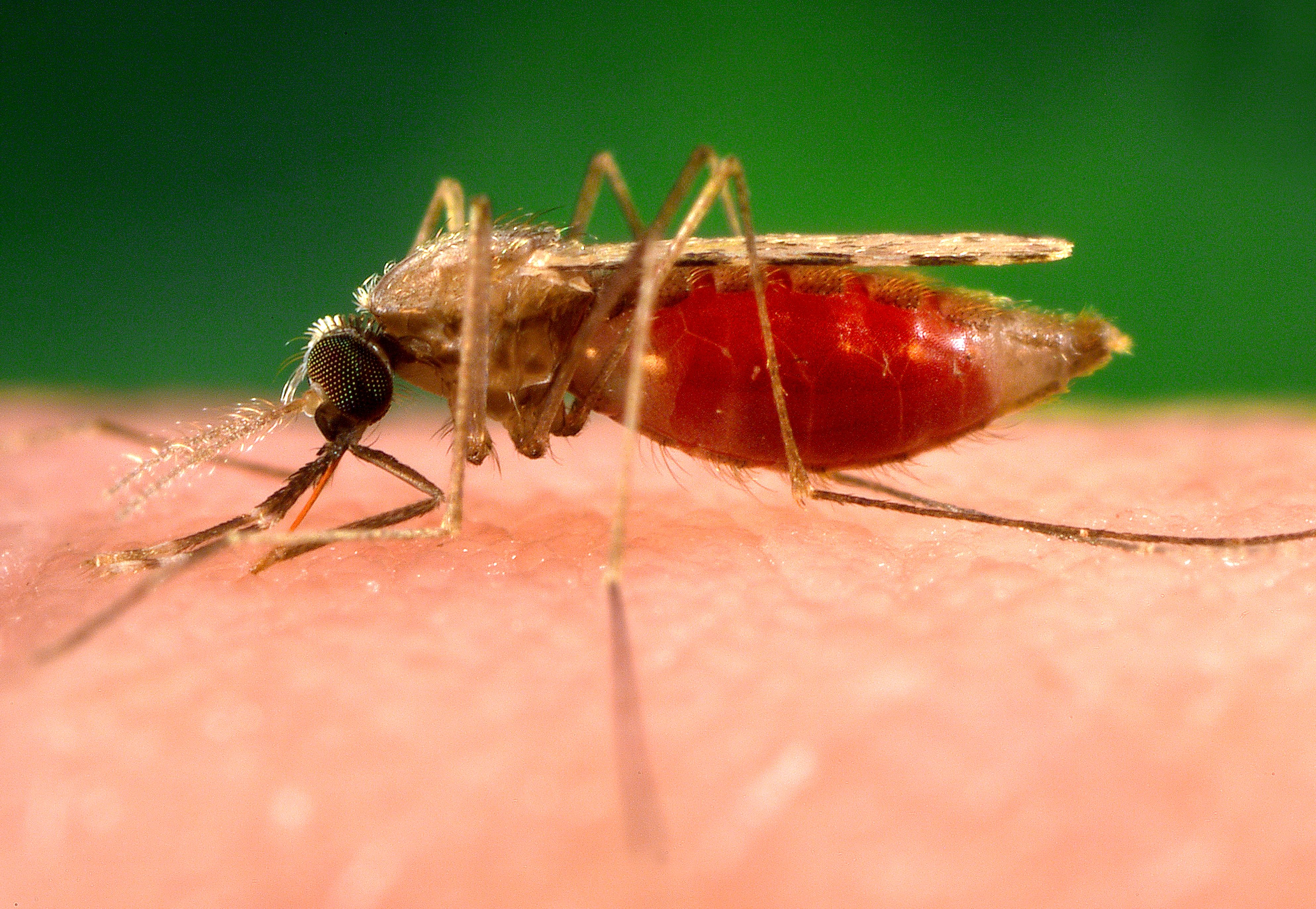 3975x2745 Photograph Shows An Anopheles Minimus A Malaria Vector