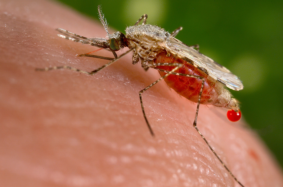 948x628 Reported 'odyssean' Malaria Cases Not Linked To New Malaria Vector