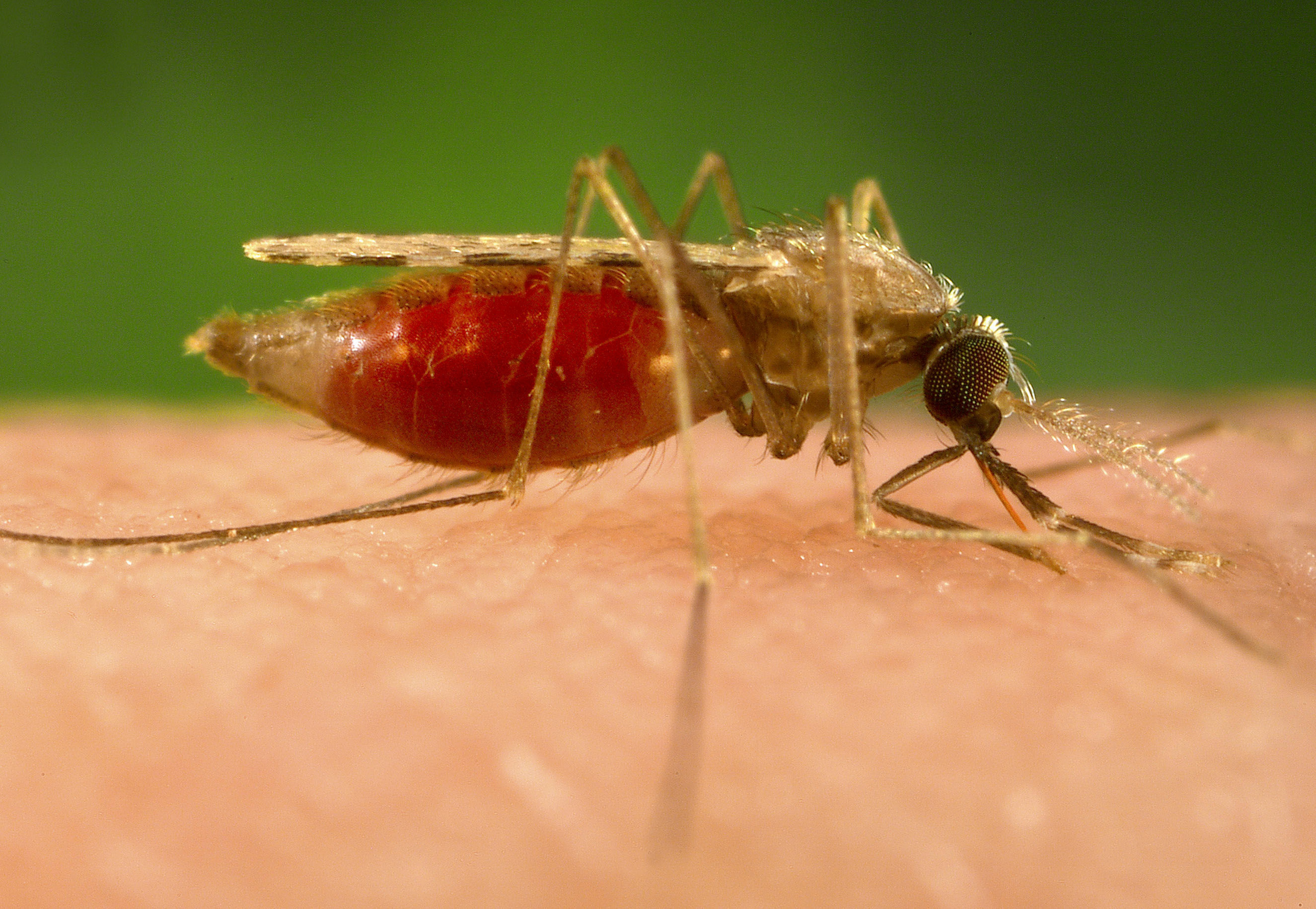 3909x2700 The 'super Malaria' On The Rise In Southeast Asia Time