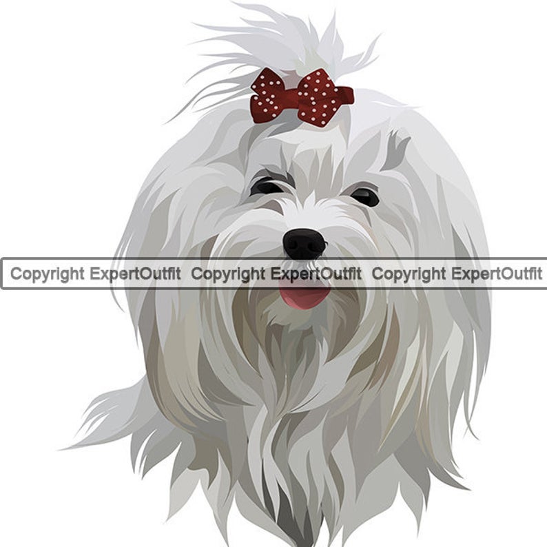 794x794 Maltese Dog Breed Smiling Puppy Animal Pet Happy Hound Etsy