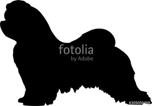 500x349 Maltese Dog Stock Image And Royalty Free Vector On Fotolia
