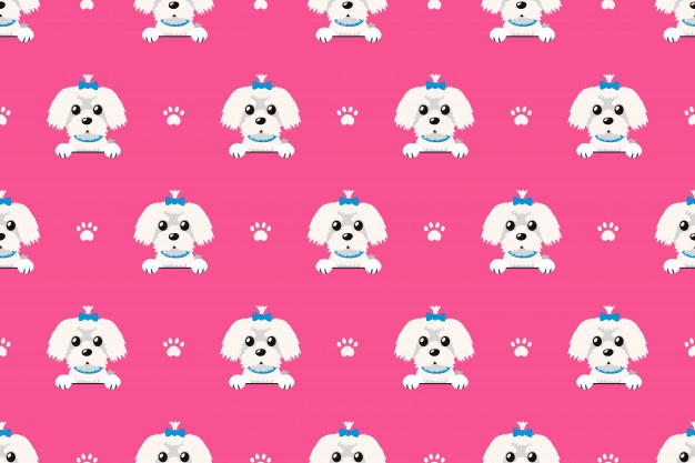 626x417 Maltese Dog Vectors, Photos And Free Download