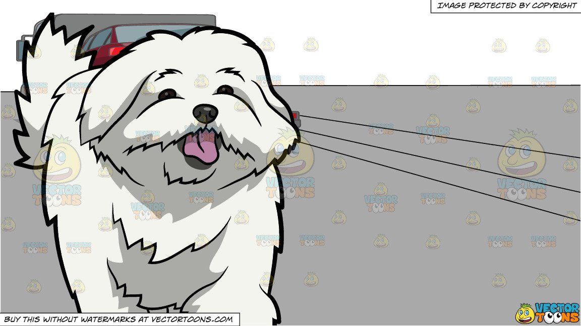 1152x648 An Adorable Maltese Dog And A Car Being Transported To Another