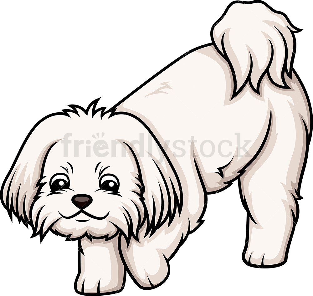 Maltese Dog Vector At Vectorified.com 