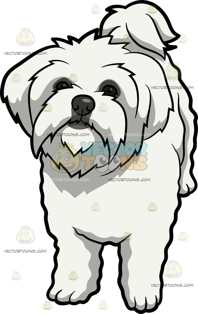 645x1024 An Intrigued Maltese Dog A Dog With Long White Coat And Droopy