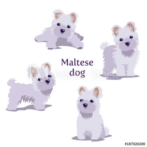 500x500 Vector Illustration Of Maltese Dogs Puppies In Different Poses