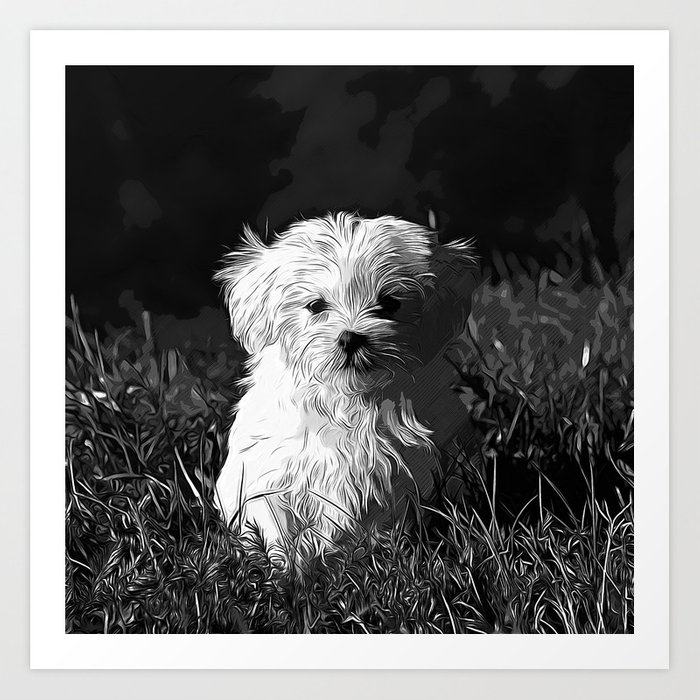 700x700 Maltese Dog Vector Art Black White Art Print
