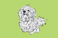 201x134 Free Maltese Dog Clipart And Vector Graphics