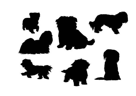 570x403 Maltese Dog Silhouette