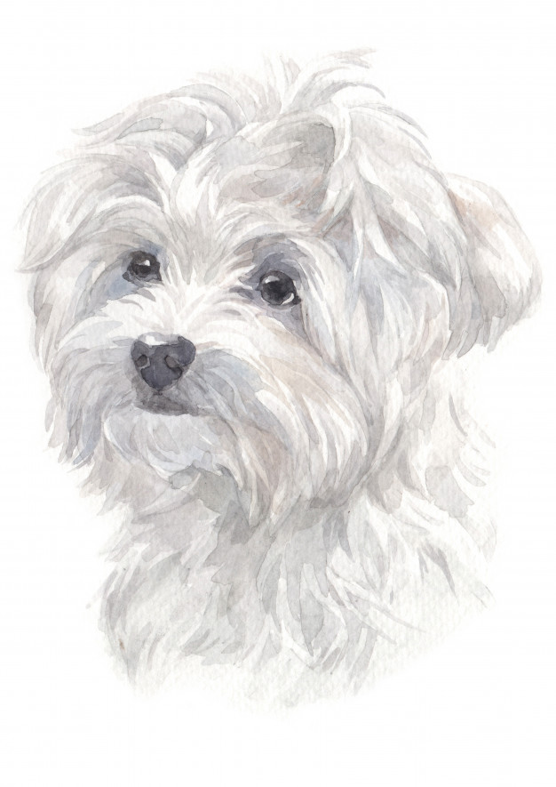 626x885 Maltese Dog Vectors, Photos And Free Download