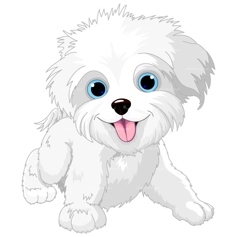 800x800 Maltese Dog Clipart