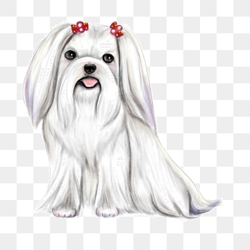 360x360 Maltese Png, Vector, And Clipart With Transparent Background