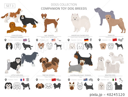 450x341 Maltese Vectors