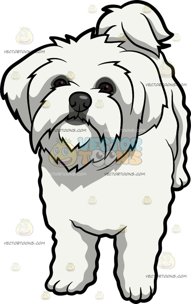 645x1024 Maltese Clipart Png And Cliparts For Free Download