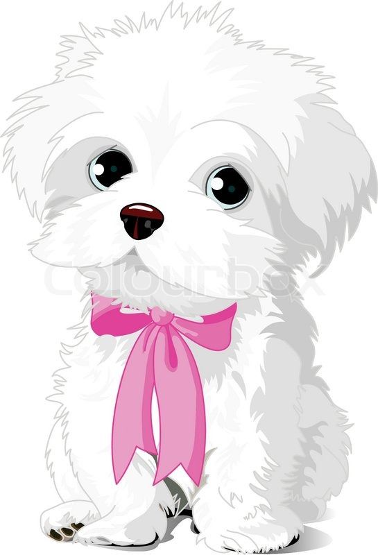 545x800 Stock Vector Of 'havanese, Vector, Dog' Beautiful Dogs White