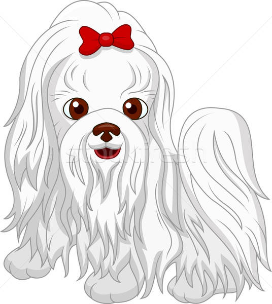 536x600 Cute Maltese Dog Cartoon Vector Illustration Teguh Mujiono