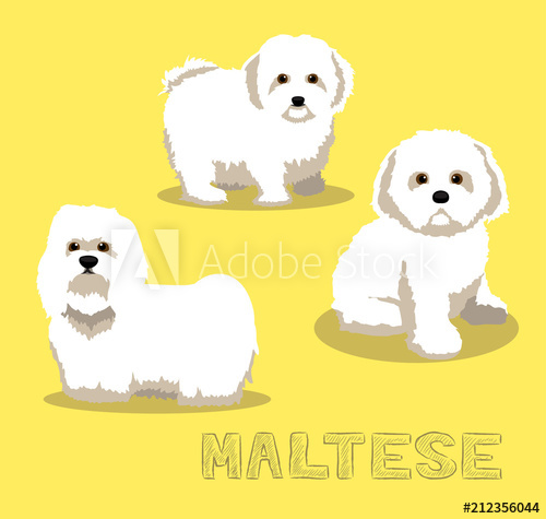 500x475 Dog Maltese Cartoon Vector Illustration