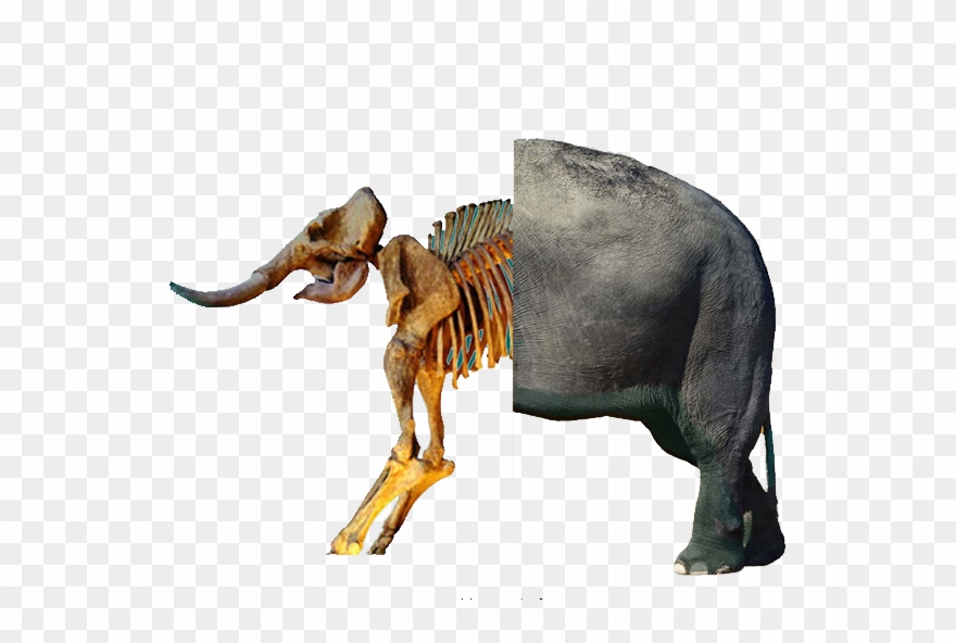 880x592 Mammoth Vector Skeleton