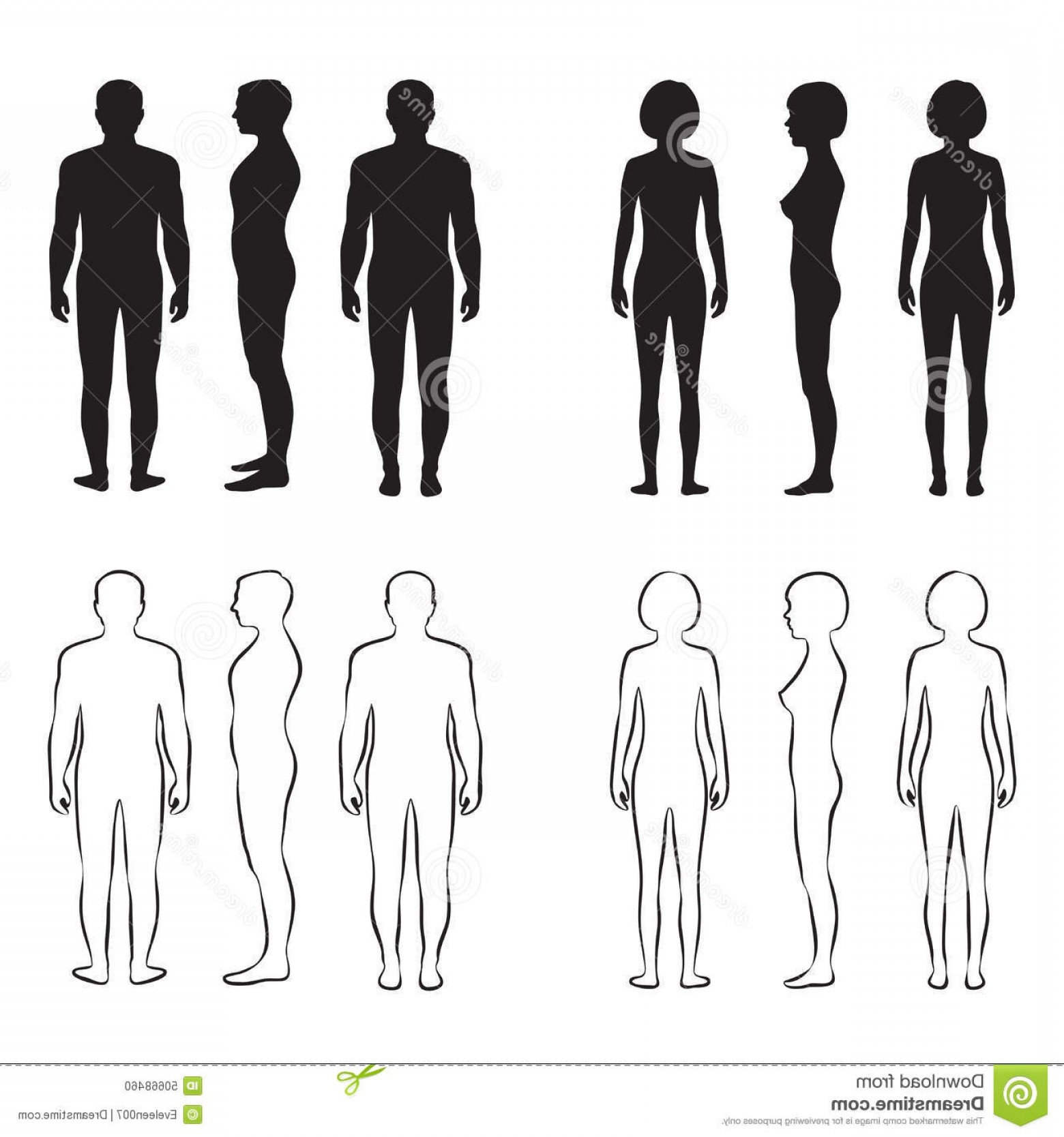 Stock Illustration Human Body Anatomy Vector Man Woman Silhouette 1560x1668 Stock Illustration Human Body Anatomy Vector Man Woman Silhouette