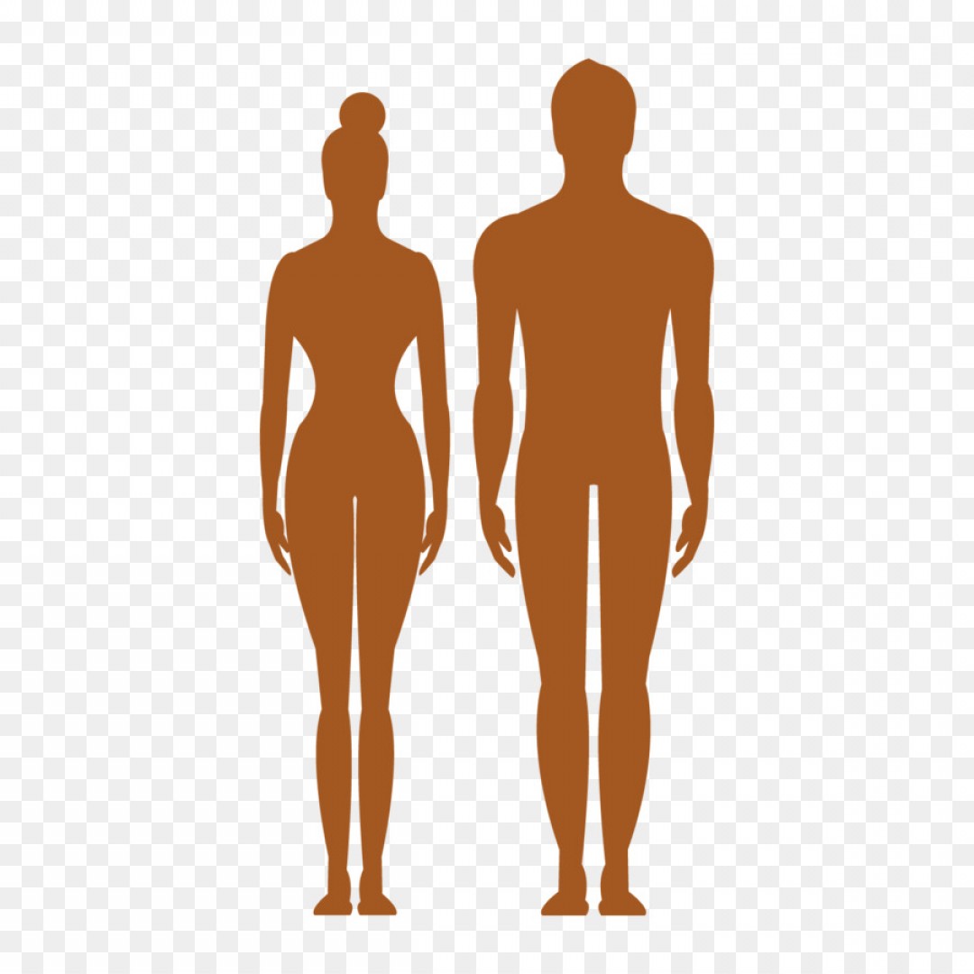 1080x1080 Png Human Body Silhouette Clip Art Vector Man Woman Si Lamaison