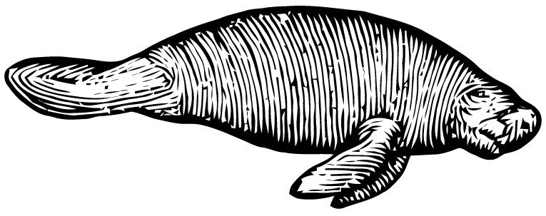 765x303 Ephemeraphilia Free Vector Art Manatee