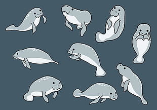 310x217 Free Manatee Vector Free Graphics Uihere
