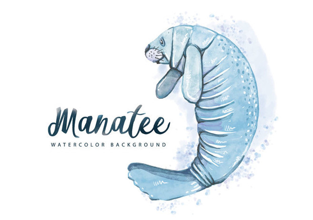 632x443 Free Manatee Watercolor Background Free Vector Download