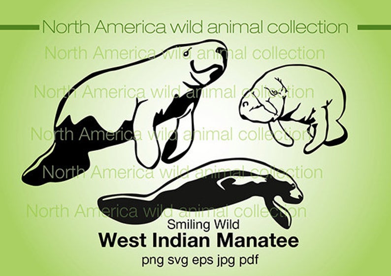 794x562 West Indian Manatee Clipart Vector Graphic Art Manatee Etsy
