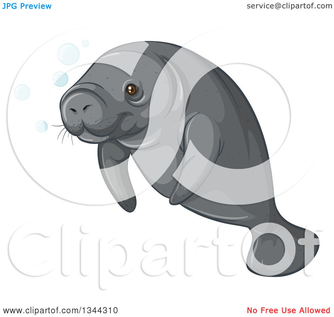 1080x1024 Clipart Of A Swimming Gray Manatee Sea Cow