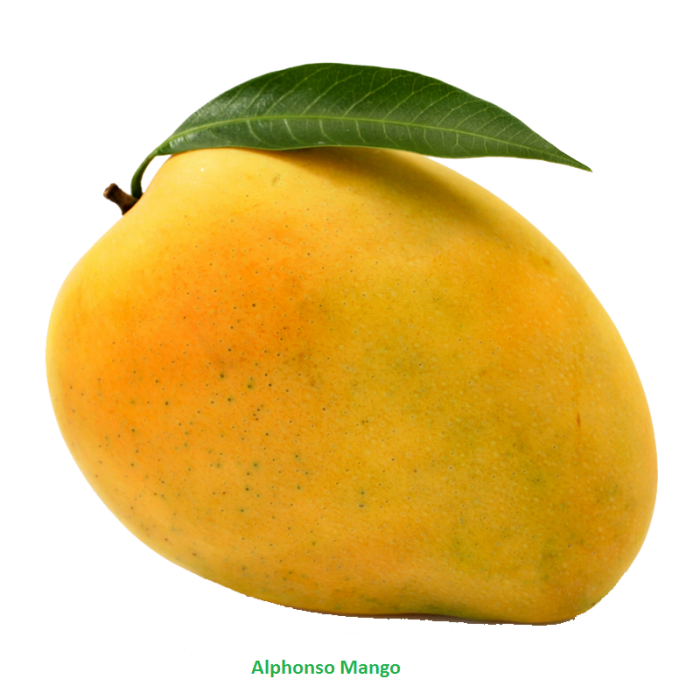 700x700 Free Collection Of Mango Vector Png Download Transparent Clip