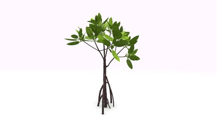 426x240 Mangrove Illustration Stock Photos And Royalty Free Images