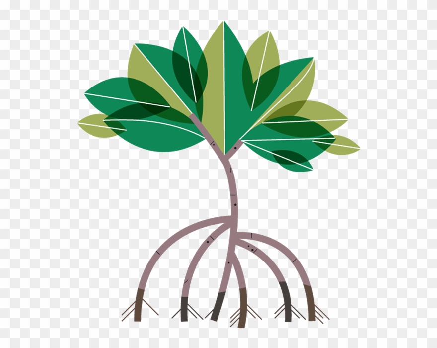 880x700 Mangrove Tree Clipart