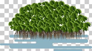 310x172 Mangrove Tree Vector Png Images, Mangrove Tree Vector Clipart Free