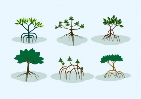285x200 Mangrove Forest Free Vector Graphic Art Free Download