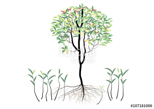 500x354 Mangrove Tree With Roots And New Plant Around On White Background