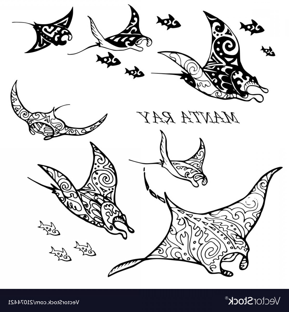1200x1296 Manta Ray And Fish Vector Lamaison