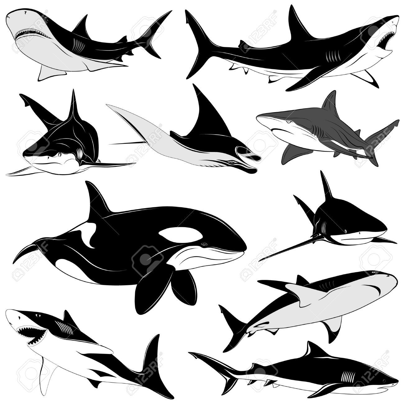 1300x1300 Manta Ray Stock Vector Illustration And Royalty Free Manta Ray