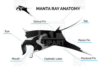 400x267 Manta Ray Anatomy Vector Image Of Plants And Animals
