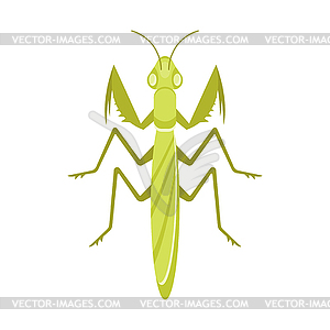 300x300 Flat Style Mantis